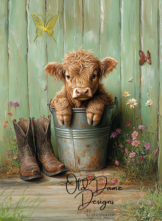 Highland Baby 001