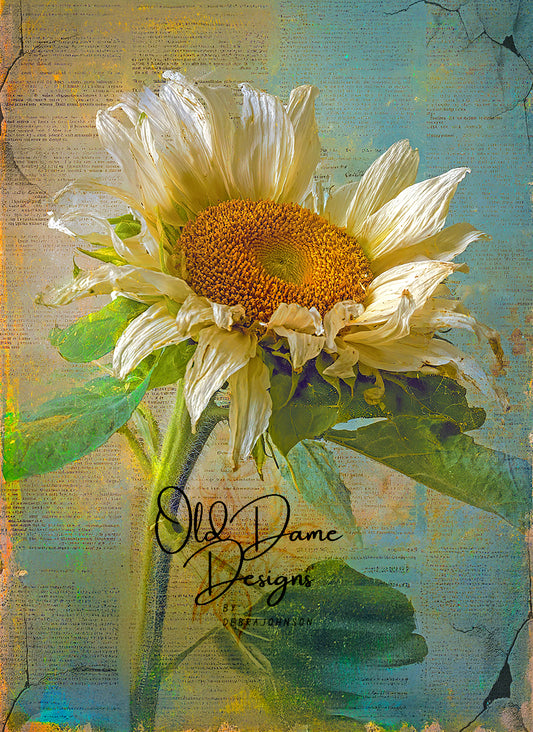 Sunflower 1A